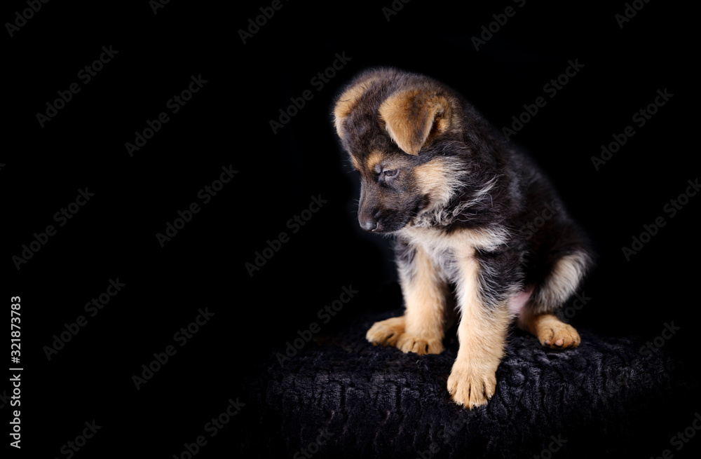 Portrait of a 7 week old german shepherd puppy, the pup is sitting, black background, copy-space Portrait of a 7 week old german shepherd puppy, the pup is sitting, black background, copy-space