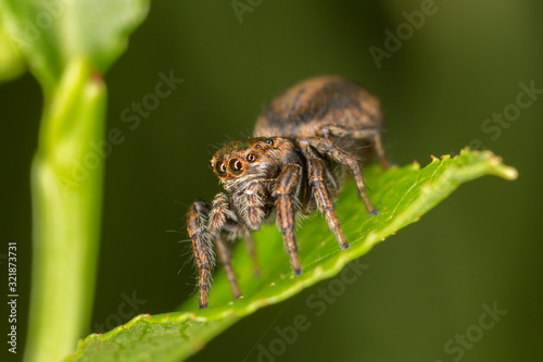 Euophrys frontalis jumping spider. The Euophrys frontalis spider is a genus of jumping spiders родини Salticidae. 