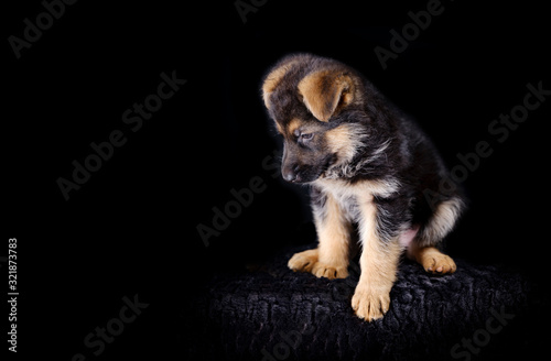 Portrait of a 7 week old german shepherd puppy, the pup is sitting, black background, copy-space
