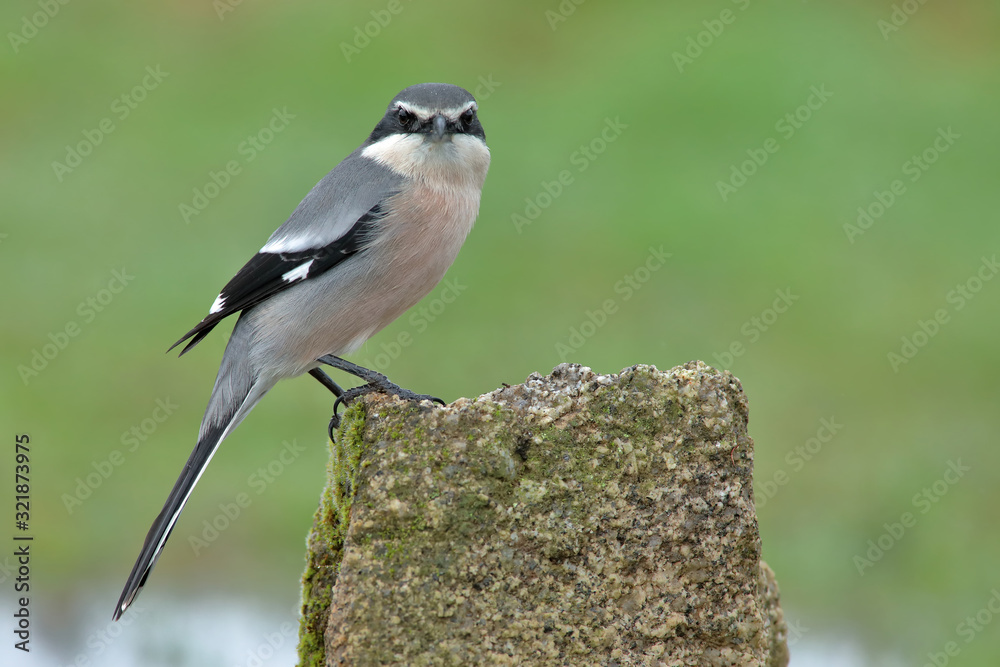 Great gray shrike (Lanius excubitor), perched on a stone and looking straight ahead Great gray shrike (Lanius excubitor), perched on a stone and looking straight ahead