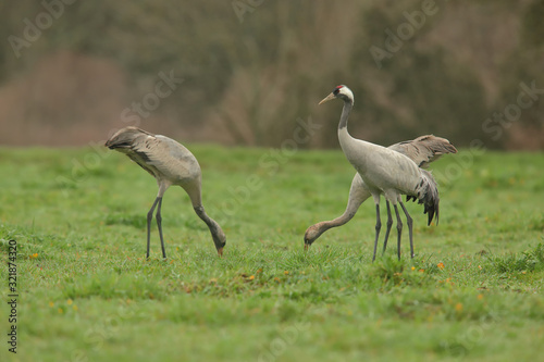 Common cranes (Grus grus), in the grass