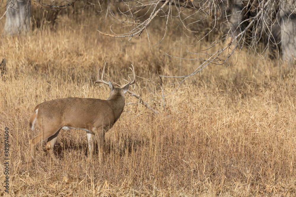 Fototapeta premium Whitetail Deer Buck in Colorado in the Fall Rut
