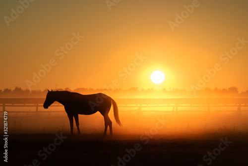 Horse silhouette on a background of dawn