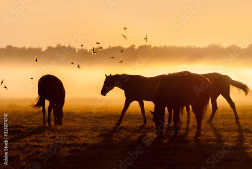 Fototapeta Naklejka Na Ścianę i Meble -  Herd of horses at sunrise over which flies a flock of bird