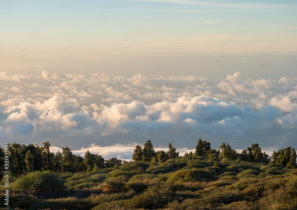 Green meadow, pine trees and view over white fluffy clouds cover and sea at mountain top. Golden hour sunset light. La Palma, Canary Island, Spain