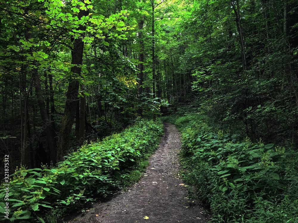 Path in Forest Path in Forest