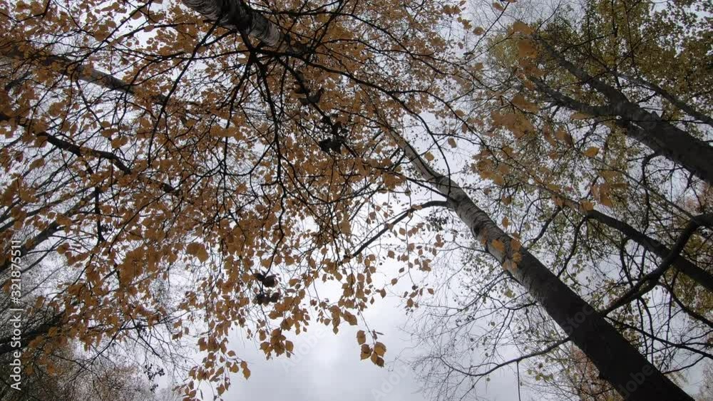 view from the bottom to autumn birches view from the bottom to autumn birches