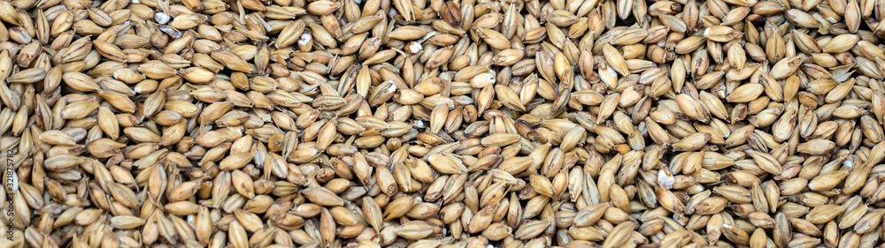 Texture with of barley malt for beer, pale ale, pilsen. Texture with of barley malt for beer, pale ale, pilsen.