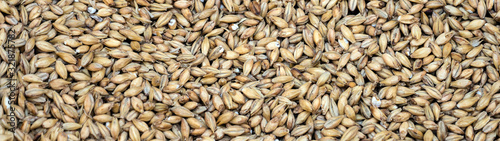Texture with of barley malt for beer, pale ale, pilsen.