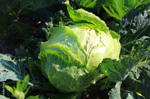Fresh head of cabbage in droplets of water