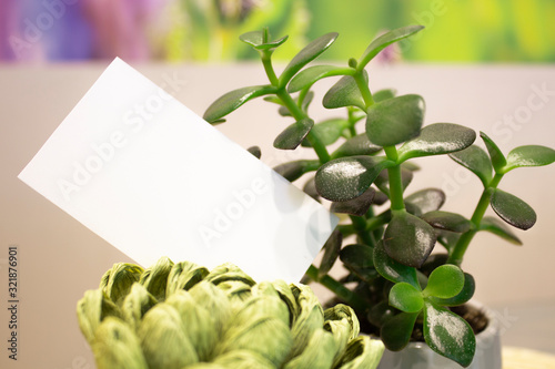 Clean business card in home plants on colorful blurred background