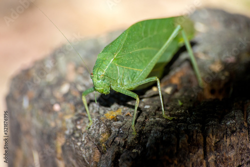 Leaf Bug © Matt