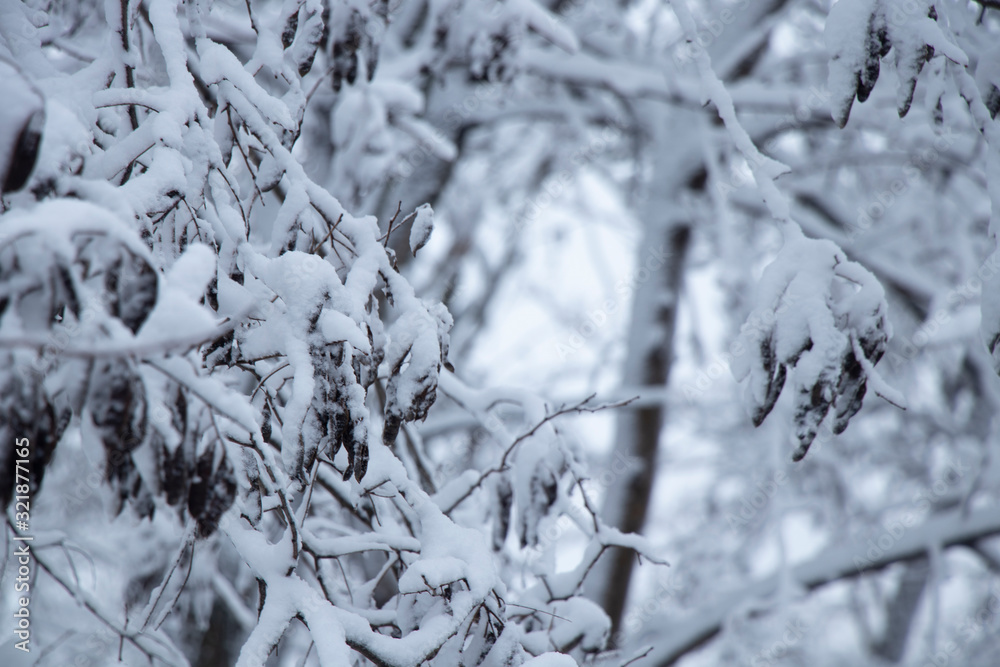 Snowy weather. Snow on trees and land. Bright white day. Snowflakes. Snowy weather. Snow on trees and land. Bright white day. Snowflakes.