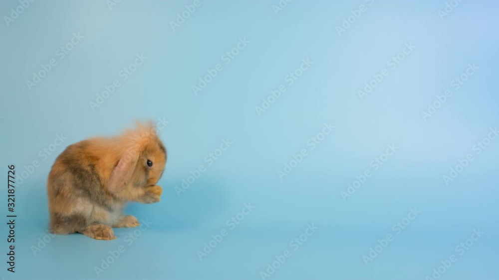 Little brown bunny rabbit clean forefoot on blue screen background. Concept of Easter animal represent happiness moment and lucky for people. Little brown bunny rabbit clean forefoot on blue screen background. Concept of Easter animal represent happiness moment and lucky for people.