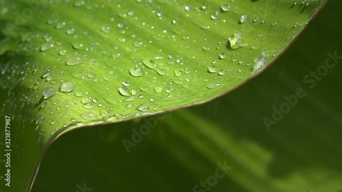 Sow Motion : Close up water drop on the banana leaf