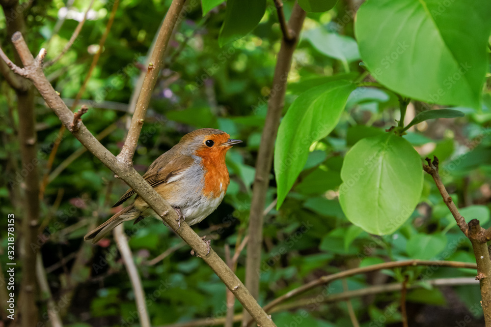 European robin Erithacus rubecula perching in a shrub European robin Erithacus rubecula perching in a shrub