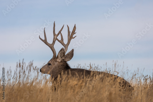 Mule Deer Buck in Colorado in Fall