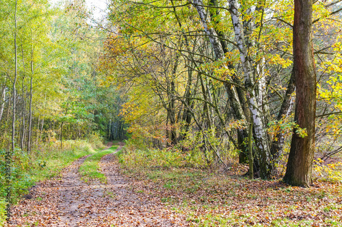Track in a colorful autumn forest