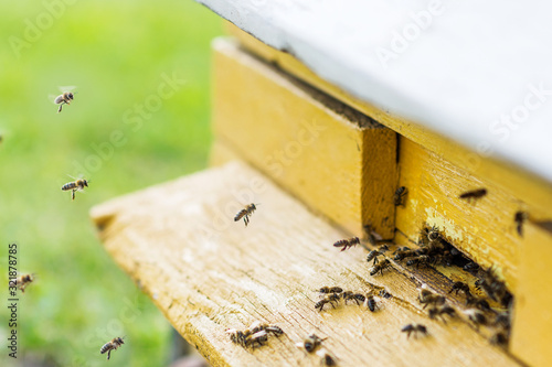 Bees flying with  nectar to beehive, close up view with meadow background. Apiculture concept 
