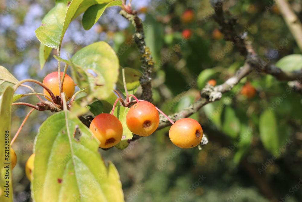 Orange crab apples