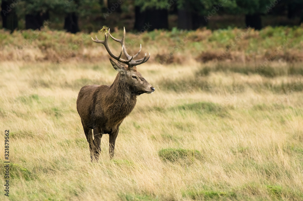 Red deer standing on meadow in forest Red deer standing on meadow in forest