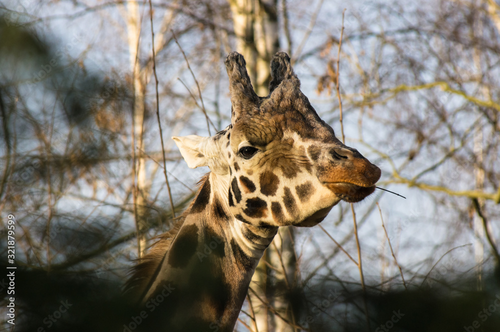 Obraz premium close up portrait of Rothschild's giraffe