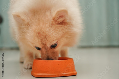 close up on pet, small dog breed for pomeranian, it standing on the granite floor and licking its bowl