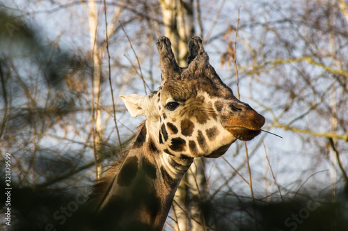 close up portrait of Rothschild's giraffe photo