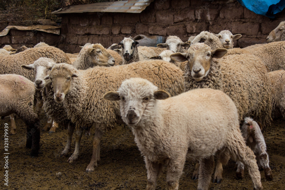 flock of sheep looking at the camera flock of sheep looking at the camera