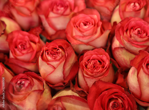 Beautiful roses as background  closeup. Floral decor