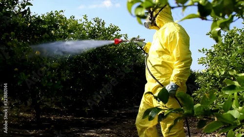 Weed insecticide fumigation. Organic ecological agriculture. Spray pesticides, pesticide on fruit lemon in growing agricultural plantation, spain. Man spraying or fumigating pesti, pest control.  photo