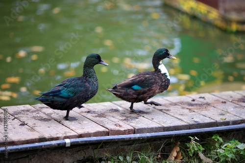 Pair of funny cheerful beautiful multi-colored ducks walks along wooden bridge near edge of pond against background of yellow leaves floating in green water. Keeping ducks in captivity. Autumn