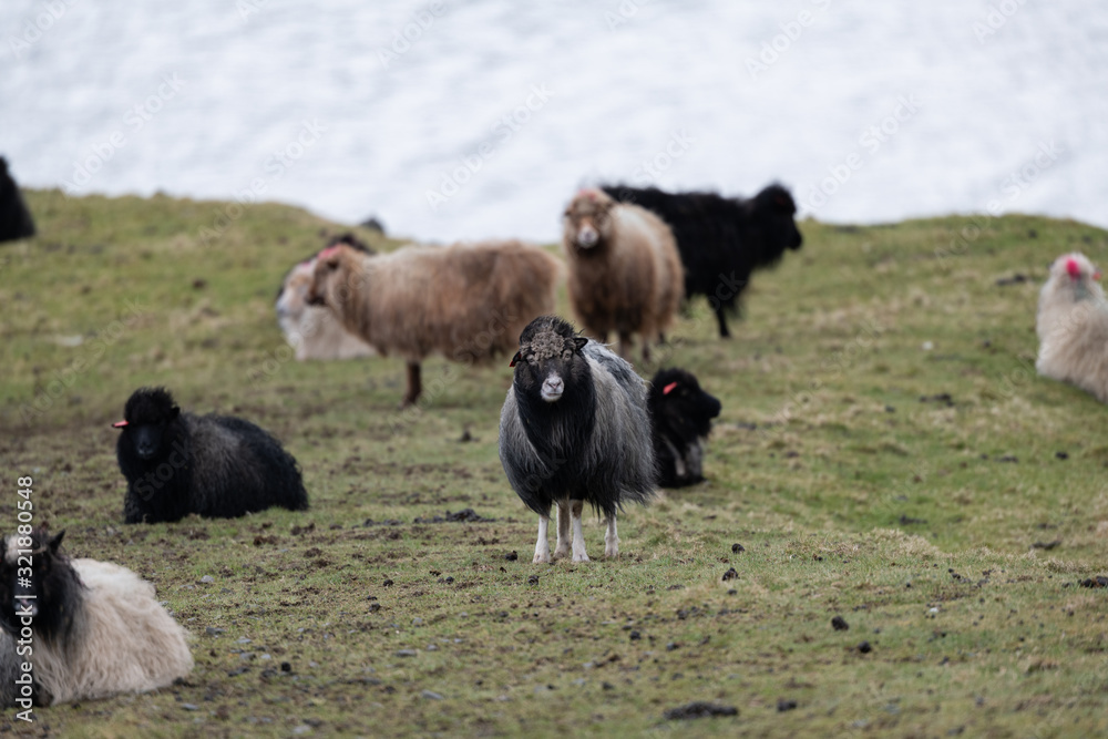 Fototapeta premium Faroe curious sheep looking at camera 
