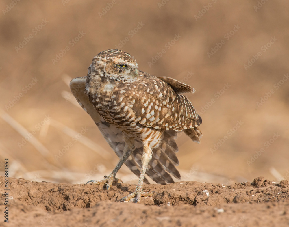Burrowing Owl Burrowing Owl