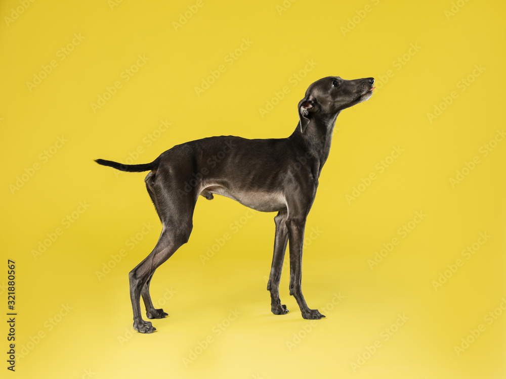 Cute Italian Greyhound dog on yellow background Cute Italian Greyhound dog on yellow background