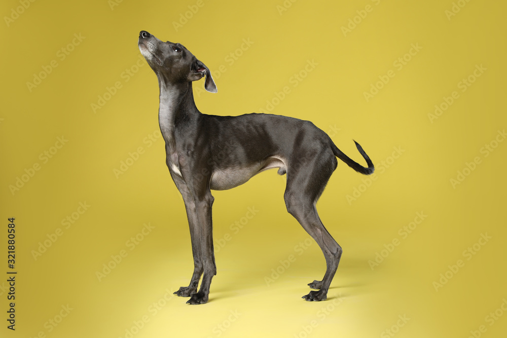 Cute Italian Greyhound dog on yellow background Cute Italian Greyhound dog on yellow background