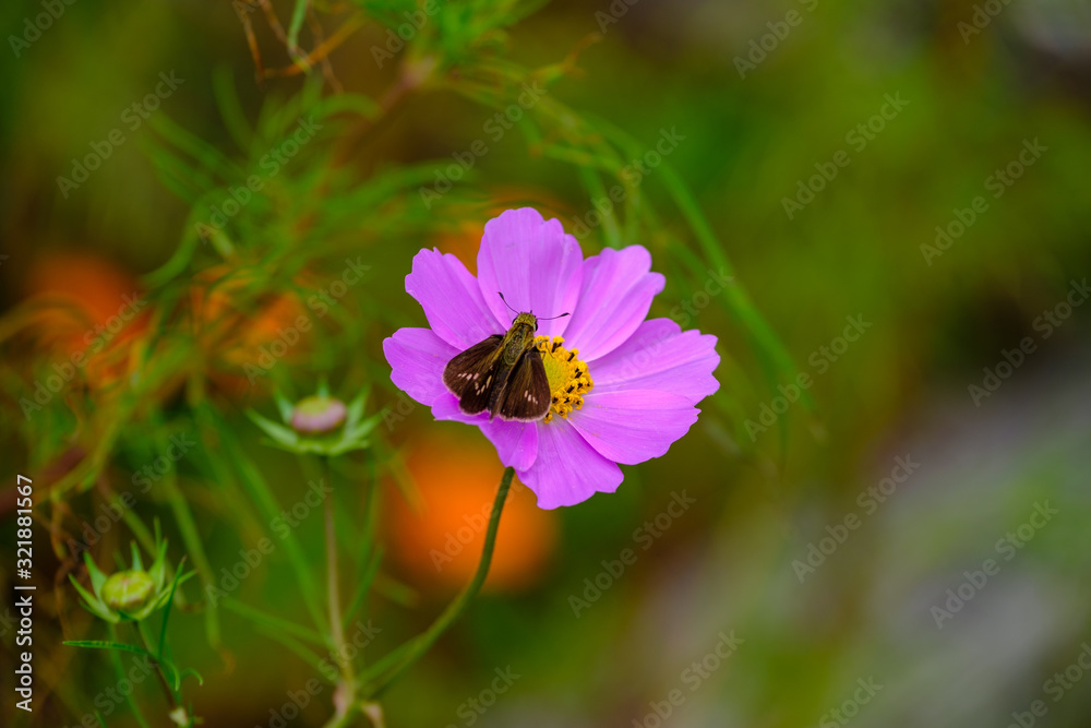 花、虫 花、虫