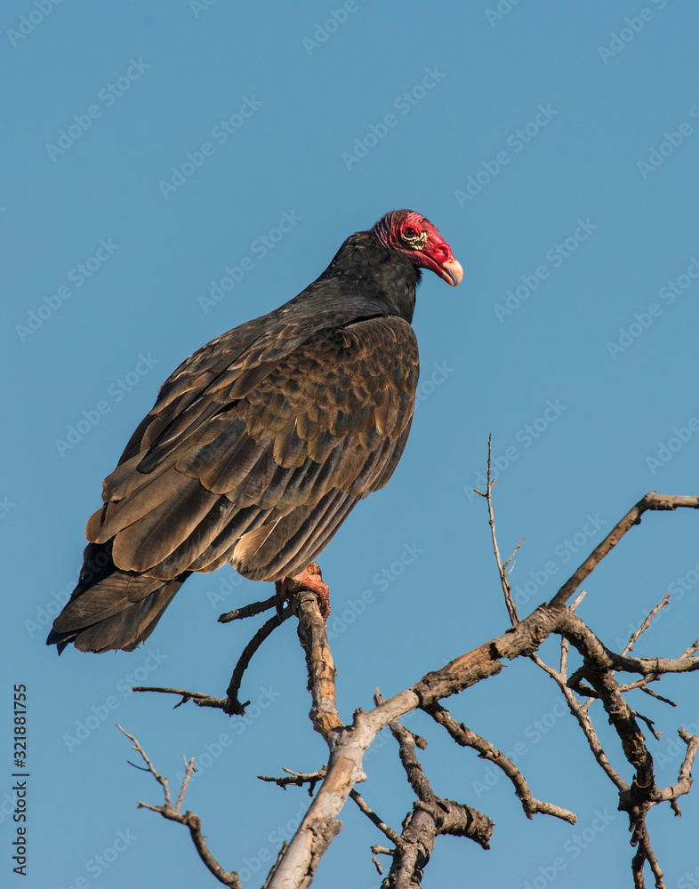 Turkey Vulture Turkey Vulture