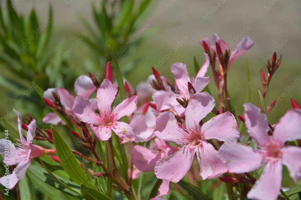 Obraz premium kawiaty