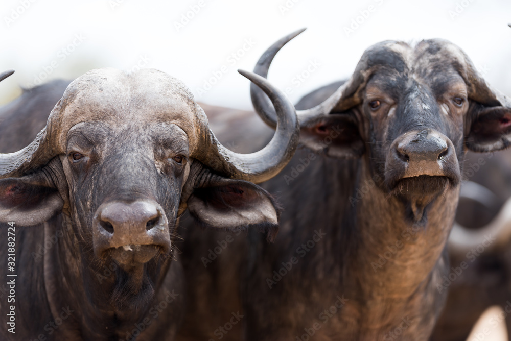 Naklejka premium Cape buffalo, African buffalo in the wilderness
