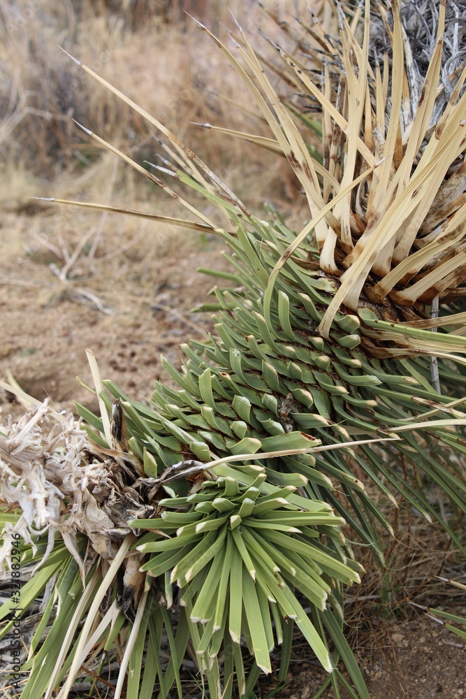 The truncation of foliage on this Yucca Brevifolia, a Southern Mojave Desert Native in Joshua Tree National Park, is most likely caused by Packrats, utilized for food or den construction. The truncation of foliage on this Yucca Brevifolia, a Southern Mojave Desert Native in Joshua Tree National Park, is most likely caused by Packrats, utilized for food or den construction.