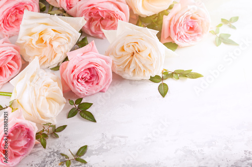 Beautiful pink and white roses flowers.