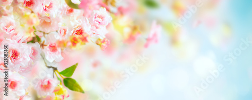  Beautiful pink and white cherry flowers on blurred light background. Spring floral background with copy space.