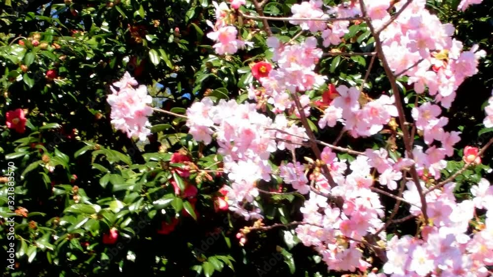 咲き始めたピンクの河津桜と赤い椿 咲き始めたピンクの河津桜と赤い椿