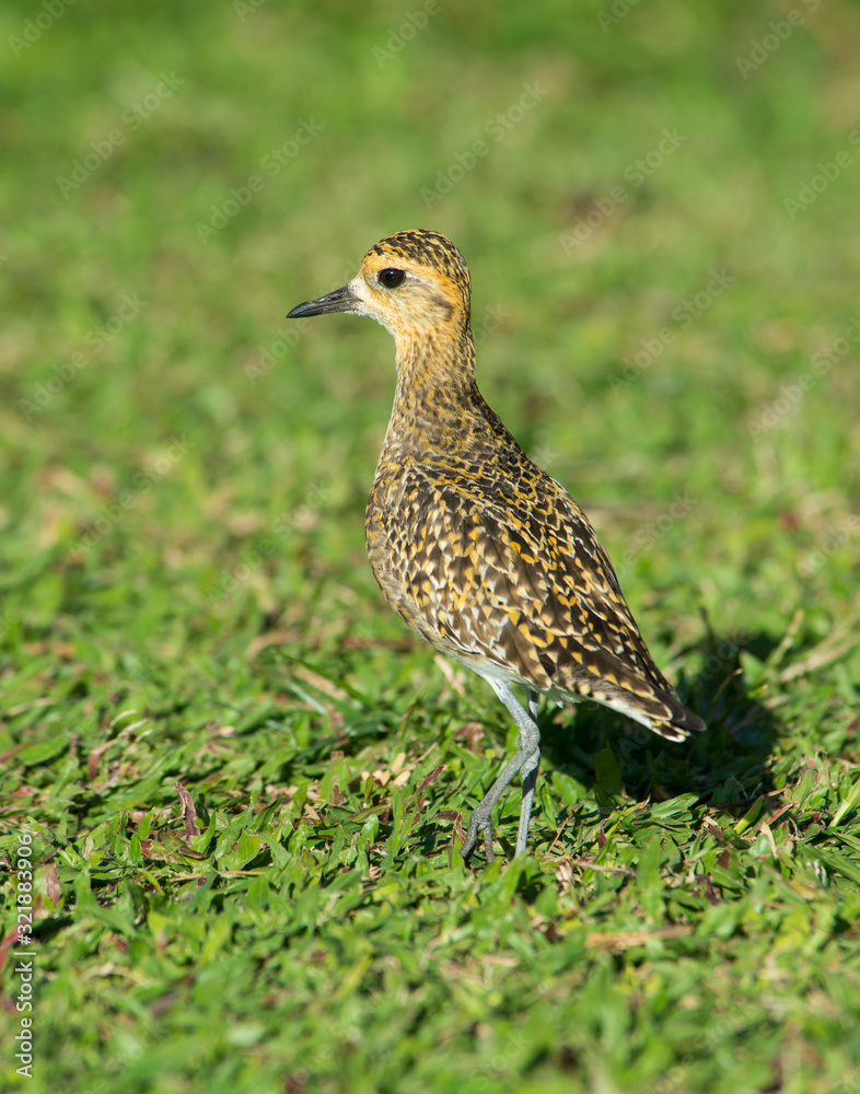 Obraz premium Golden Plover