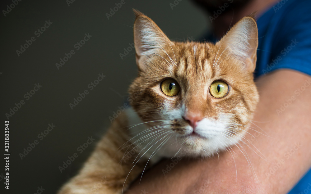 Ginger cat looks directly to the camera holding by a veterinarian 