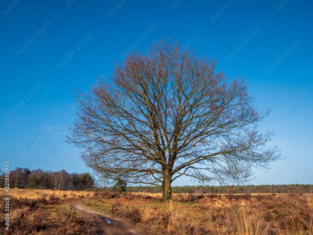 Ermelosche Heide with dry nature and huge trees Ermelosche Heide with dry nature and huge trees