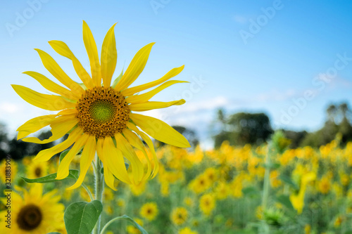 field of sunflowers and blue sky with clouds