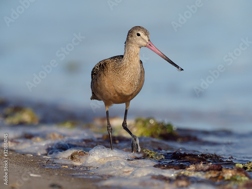 Marbled godwit, Limosa fedoa photo