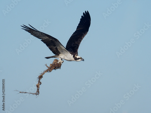 Osprey, Pandion haliaetus